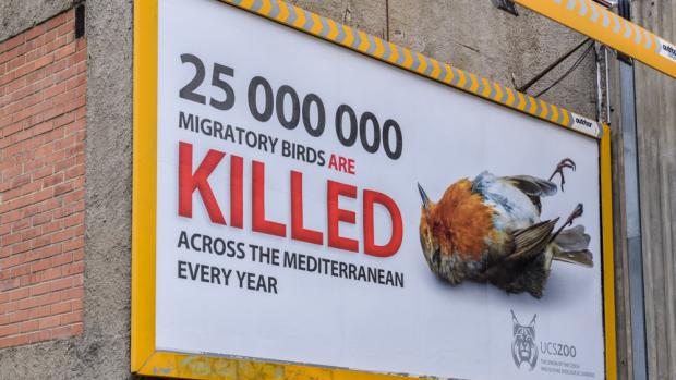 BirdLife International estimates that 25 million migratory birds are illegally killed each year in the Mediterranean. The Union of Czech and Slovak Zoological Gardens (UCSZOO) has decided to draw attention to this alarming situation with an outdoor campaign. Photo: Petr Hamerník, Prague Zoo