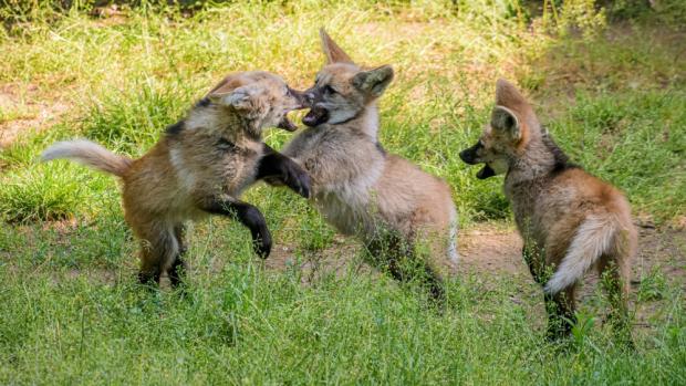 První potomci nového chovného páru vlků hřivnatých – dvouleté samice Luny a tříletého samce Váni – dovádějí už i před zraky návštěvníků. Foto Petr Hamerník, Zoo Praha