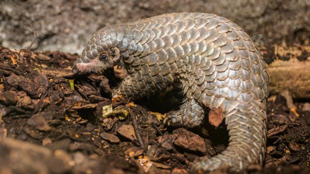 Samice luskouna krátkoocasého Šiška se narodila 2. února a přesně v půl roce života ji lze považovat za oficiálně odchovanou. Foto Petr Hamerník, Zoo Praha