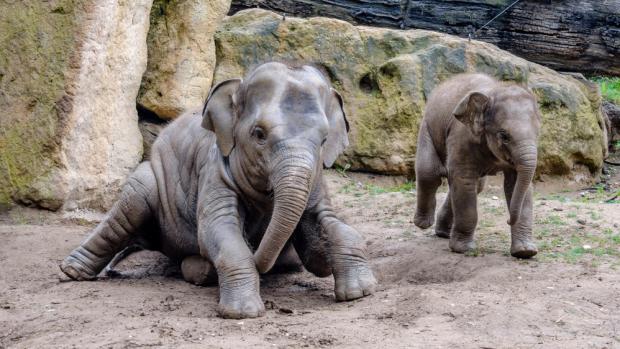 Sita s Maxem, foto: Jana Myslivečková, Zoo Praha