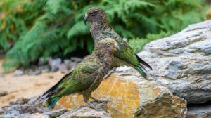 Kea. Photo: Petr Hamernik, Prague Zoo