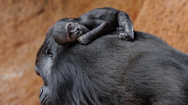 Foto: Miroslav Bobek, Zoo Praha