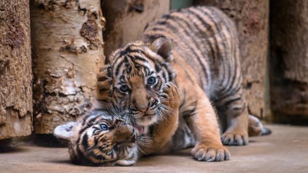 V pražské zoo byla dnes pokřtěna mláďata tygra malajského. Dostala jména Bulan a Wanita. Foto: Petr Hamerník, Zoo Praha