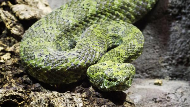 Foto: Chřestýšovec mangšanský patří k nejjedovatějším hadům na světě. Foto: Tomáš Adamec, Zoo Praha