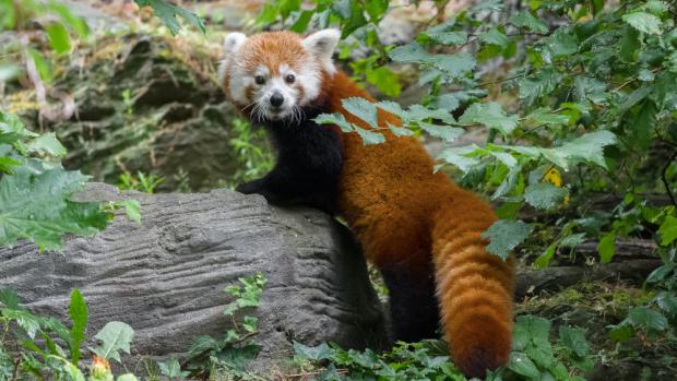 Samice Wilma je novou obyvatelkou expozice pand červených. Foto: Petr Hamerník, Zoo Praha.