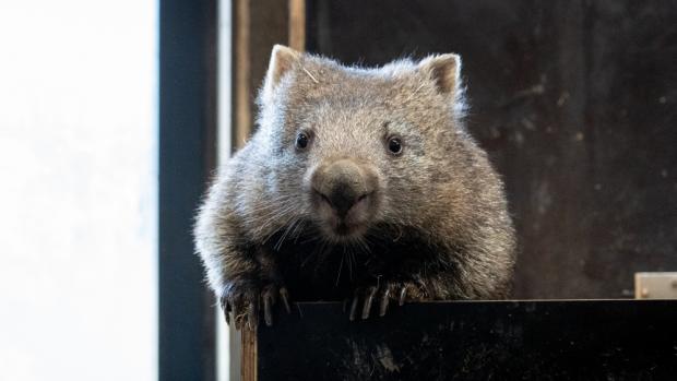 Čtyřletá Winkleigh se po svém příjezdu do Zoo Praha stane první samicí vombata v Česku. Spolu s dvouletým samcem Cooperem utvoří chovný pár. Foto Oliver Le Que, Zoo Praha