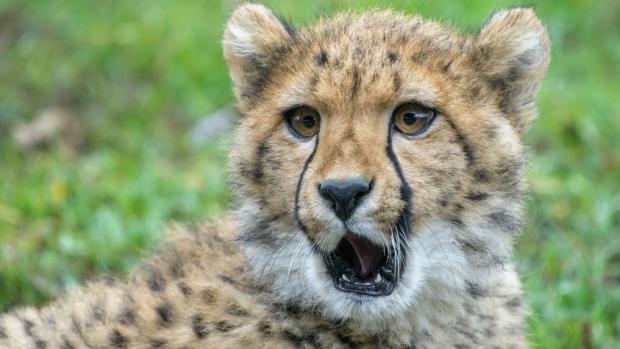 Foto: Petr Hamerník, Zoo Praha