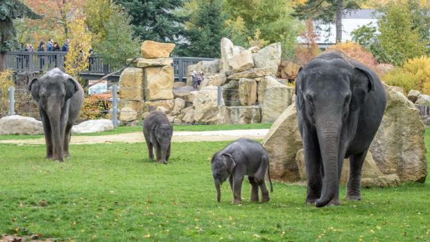Foto: Petr Hamerník, Zoo Praha