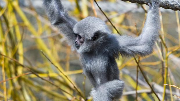 Mládě gibona, foto: Petr Hamerník, Zoo Praha