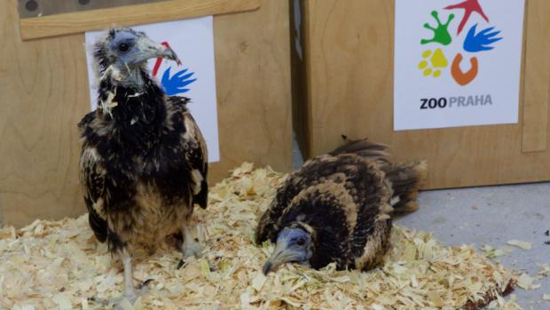 Zaměstnanci Zoo Praha nejprve dopravili dvě samičky supa mrchožravého do chovné a záchranné stanice ve Staré Zagoře. Tam supí mláďata odchovaná v Praze strávila poslední noc v lidské péči a ráno absolvovala veterinární prohlídku. Vlevo mládě, které se vylíhlo přímo v Zoo Praha, vpravo samička vylíhnutá v Zoo Zlín. Foto: Lenka Pastorčáková, Zoo Praha.