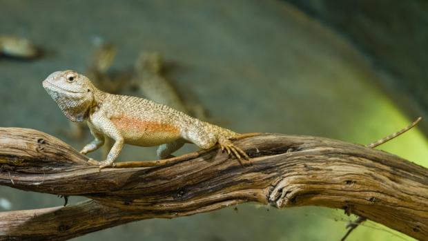 During courtship, male desert lizards often put on colourful attire for courtship and display a variety of impressive behaviours. Pictured here is a male steppe agama. Photo Petr Hamerník, Prague Zoo