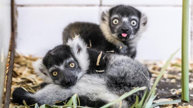 V zázemí Zoo Praha probíhá výjimečný odchov vari bělopásých a zatím to vypadá slibně. Foto: Vít Lukáš, Zoo Praha