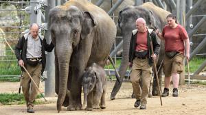 Slůně se dnes poprvé podívalo do venkovního výběhu.  Foto: Petr Hamerník/Zoo Praha
