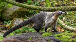 V Zoo Praha se zabydlely dvě samičky nosála bělohubého. Foto Petr Hamerník, Zoo Praha