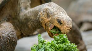 Samec želvy pinzónské Antonio patří díky svému původu k jedněm z nejvzácnějších zvířat v Zoo Praha. Povahou je rváč a provokatér a taky rád po svém upravuje zeleň v pavilonu. Na snímku ovšem spořádaně konzumuje kadeřávek. Foto: Petr Hamerník, Zoo Praha