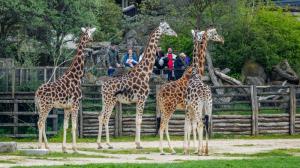 Foto: Petr Hamerník, Zoo Praha