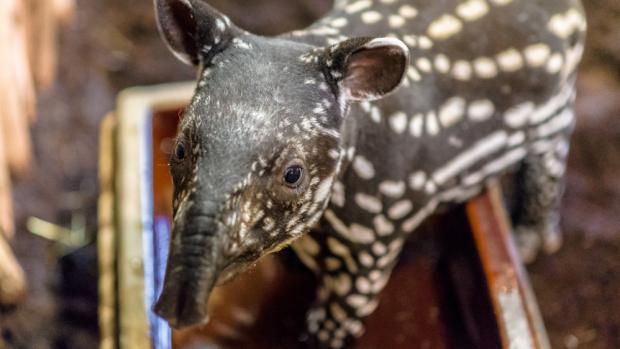 Zatím se tapíří kluk drží poblíž své matky Indah. Foto: Petr Hamerník, Zoo Praha