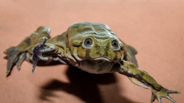 The rare Titicaca Water Frog arrives at Prague Zoo. Now Prague Zoo, together with certain North American and European zoos, is involved in a programme to create an insurance population in captivity. Photo: Petr Hamernik, Prague Zoo.