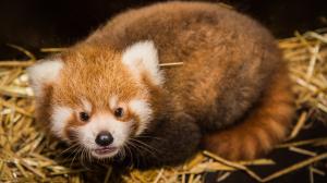 The first ever red panda twins to be born at Prague Zoo are a male and a female. Visitors can see them in the outdoor enclosure as they move around together with their mother, mostly in the morning and around noon. Author: Oliver Le Que, Prague Zoo