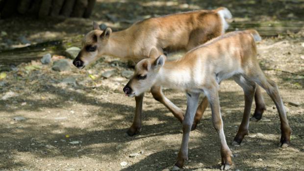 Obě mláďata soba karelského si mohou návštěvníci prohlédnout v Severském lese v horní části zoo. V popředí stojí samička, za ní sameček. Foto: Petr Hamerník, Zoo Praha