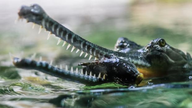 Komentované krmení gaviálů je novinkou zimní sezóny pražské zoo. Foto: Petr Hamerník, Zoo Praha
