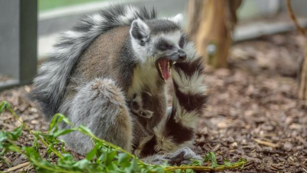 Sedmiletá samice lemura kata Móni s mládětem několik hodin po porodu. Foto: Petr Hamerník, Zoo Praha