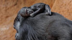 Foto: Miroslav Bobek, Zoo Praha