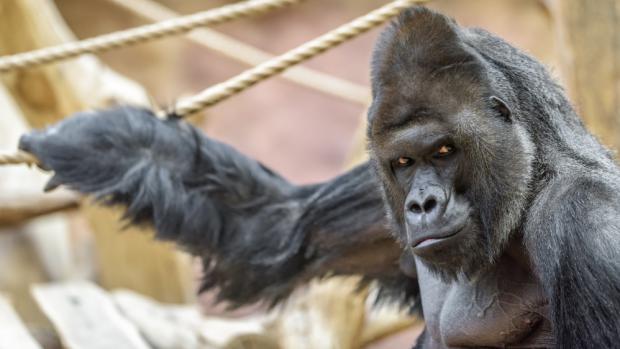 Foto: Petr Hamerník, Zoo Praha