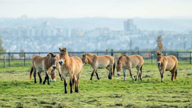 The newly put together six-headed herd of Pzewalski’s horses is grazing at Dívčí hrady. From the left the gelding Nepomuk and the mares Lana, Vereda, Khaamina, Xicara and Gruhne follow. Photo Petr Hamerník, Prague Zoo.
