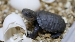 Jedno z mláďat krátkokrčky hnědavé, která byla odchována v inkubátoru od Zoo Praha. Foto: Zoos South Australia