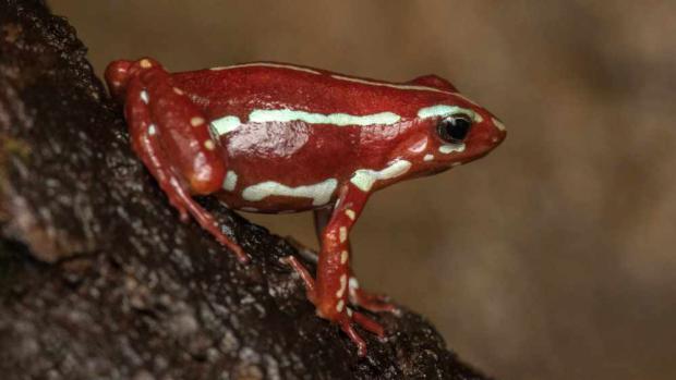 Žáby rodu Epipedobates (na snímku) mají zuby. Foto: Vít Lukáš, Zoo Praha. 