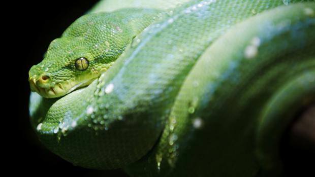 Krajta zelená. Foto: Tomáš Adamec, Zoo Praha