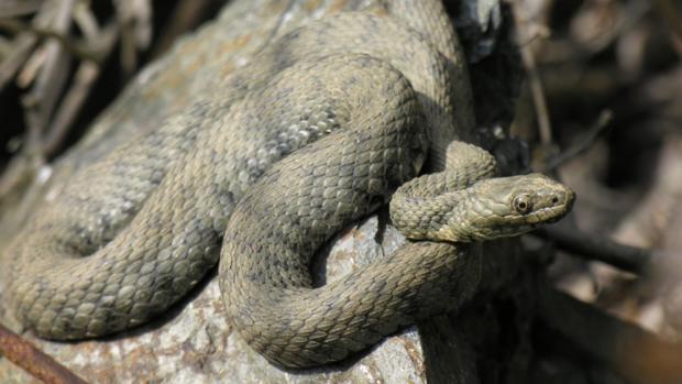 Užovka podplamatá, foto: Petr Velenský, Zoo Praha