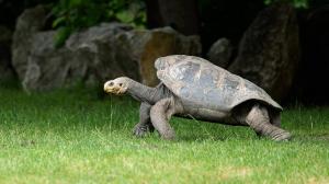 Želva sloní pinzónská Antonio. Foto: Petr Hamerník, Zoo Praha