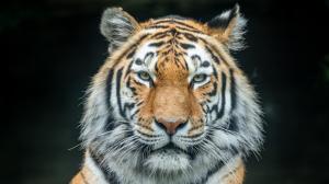 Tygr ussurijský Rádža. Foto: Oliver Le Que, Zoo Praha