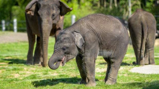 Slůně Rudi (uprostřed) oslaví třetí narozeniny. Foto: Petr Hamerník, Zoo Praha