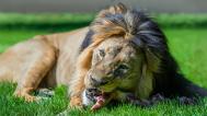 Feeding of the male lion Jamvan will begin at 3 pm. Photo: Petr Hamerník, Prague Zoo
