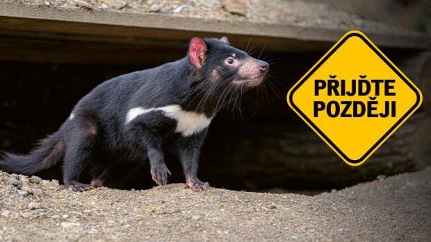 Zoo Praha v souvislosti s uzavřením přerušila původní kampaň ke Dnům zvířat. V ulicích nyní uvidíte tuto prostou výzvu. A máte se na co těšit! Jakmile to bude možné, ukážeme vám například jedinečné ďábly medvědovité v novém Darwinově kráteru. Foto: Petr Hamerník, grafika: Tomáš Duchek