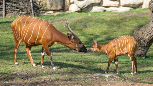 Foto: Petr Hamerník, Zoo Praha