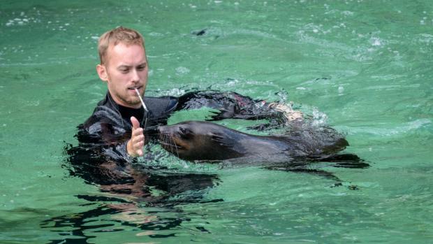 Vrchní chovatel lachtanů a tučňáků Jakub Mezei. Foto: Petr Hamerník, Zoo Praha