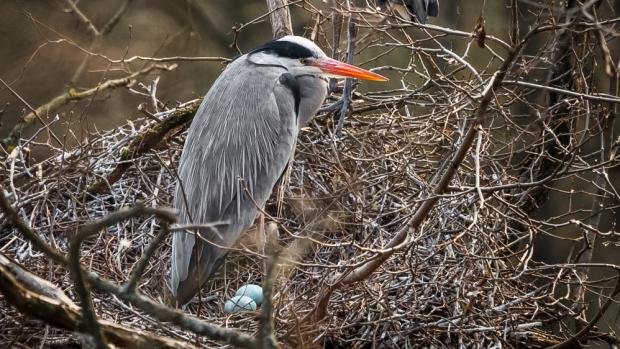 Volavčí hnízdo, foto: Miroslav Bobek, Zoo Praha