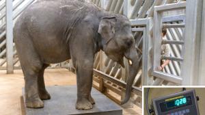 Obě slůňata ze Zoo Praha už váží přes tunu. Během posledního vážení ve středu ráno dosáhl mladší Rudi přesně 1028 kilogramů. Foto: Petr Hamerník, Zoo Praha.