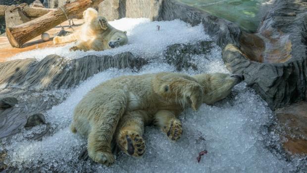 Lední medvědi Gregor a Aleut, foto: Petr Hamerník, Zoo Praha
