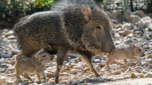 The Chacoan peccary is the most endangered of all peccary species, and every young born—like these from Prague Zoo—is therefore of great importance. Photo: Petr Hamerník, Prague Zoo