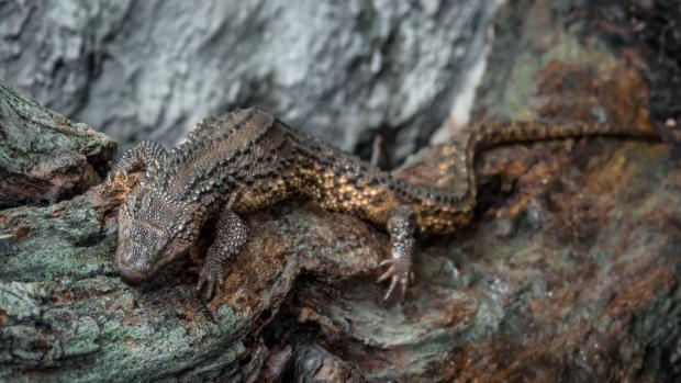 Photo: Petr Hamerník, Prague Zoo