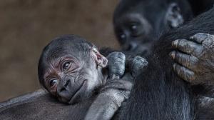 Foto: Miroslav Bobek, Zoo Praha