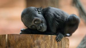 Foto Petr Hamerník, Zoo Praha
