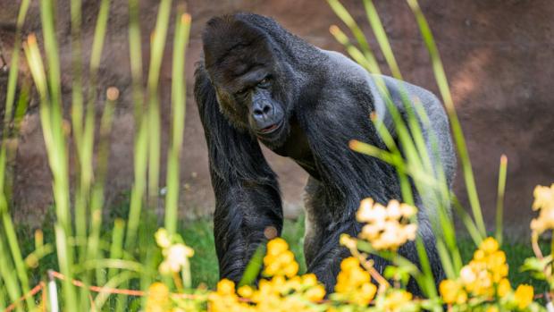 Gorilí samec Richard, foto: Petr Hamerník, Zoo Praha