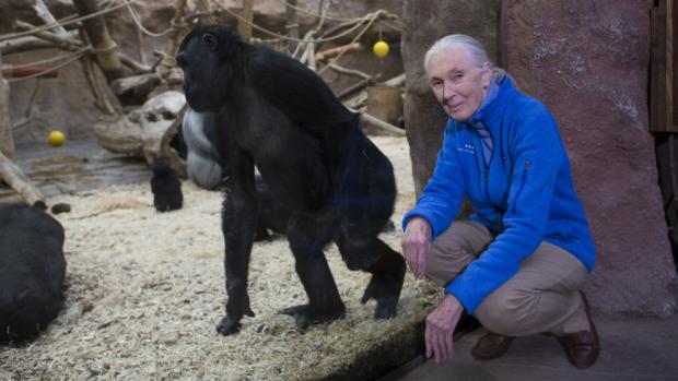 Jane Goodall při návštěvě Zoo Praha v roce 2016, foto: Václav Šilha, Zoo Praha