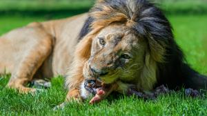 Foto: Petr Hamerník, Zoo Praha